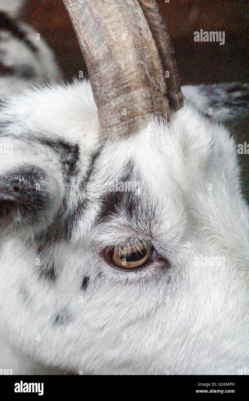 Les chèvres Face,Eye et corne Abstract Banque D'Images
