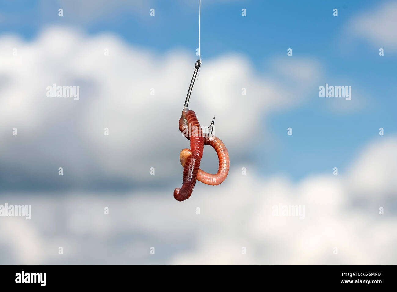Crochet, worm, Ver de terre, pêche, isolé, blanc, fond, du poisson, des appâts, des animaux, de l'angler Banque D'Images