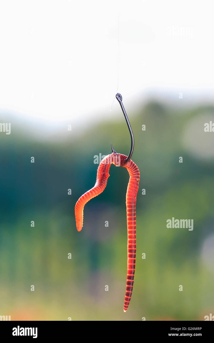 Crochet, worm, Ver de terre, pêche, isolé, blanc, fond, du poisson, des appâts, des animaux, de l'hameçon, pêcheur, lure, gros plan, la forme, l'un Banque D'Images