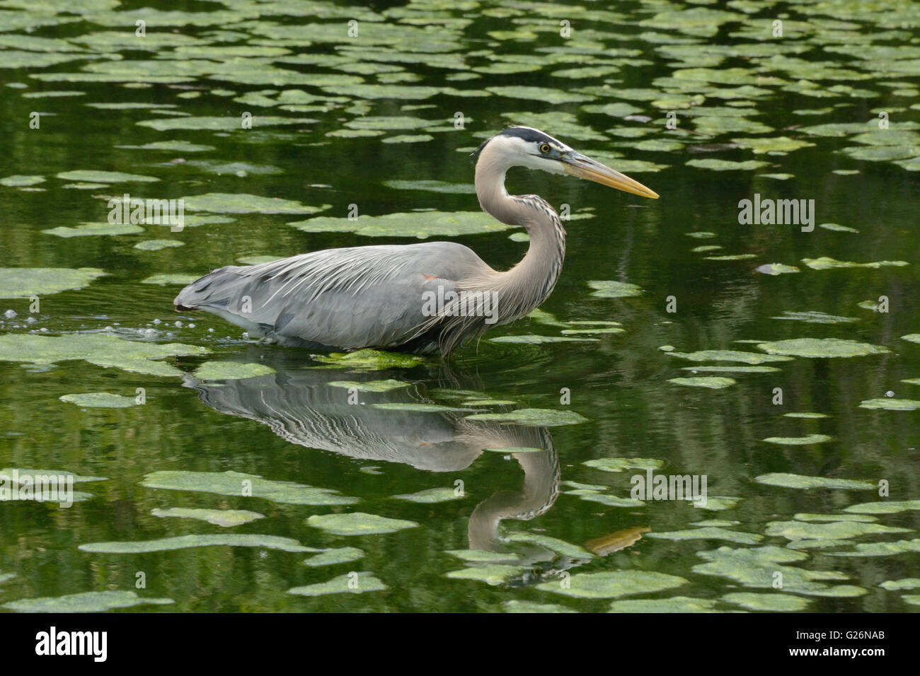 Grand héron (Ardea herodias) la chasse pour pêcher dans le lac couvert d'algues Banque D'Images Grand héron (Ardea herodias) la chasse pour pêcher dans le lac couvert d'algues Banque D'Images