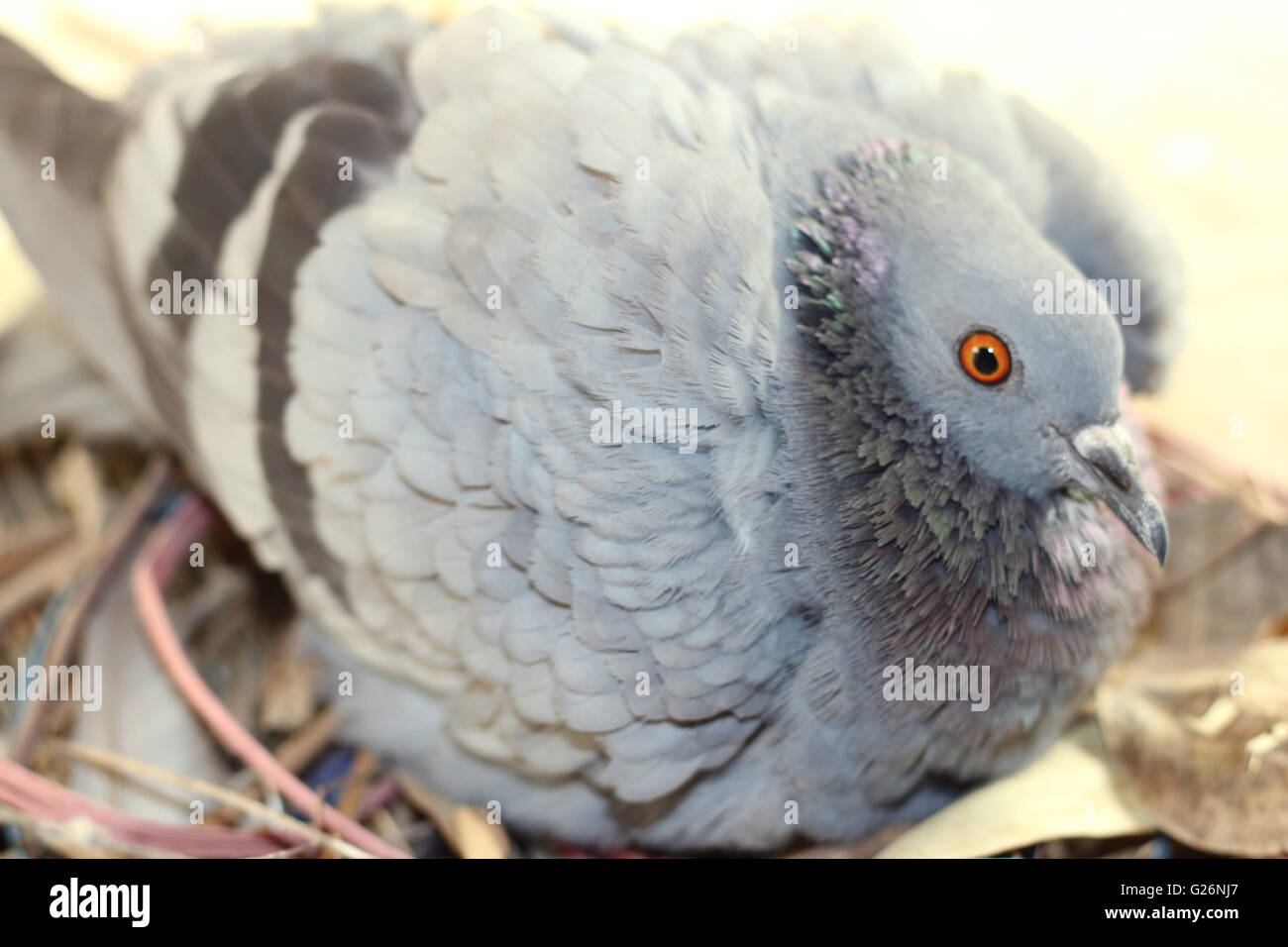 Pigeon d'oeufs à couver Banque D'Images