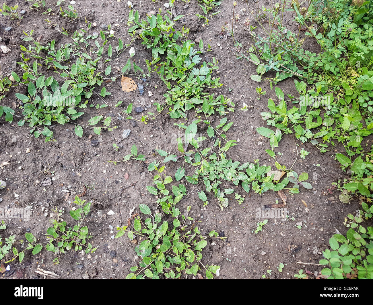 Convolvulus arvensis, ; Ackerwinde ; Keimling, Sproessling, Sprosse, Jungpflanze Banque D'Images