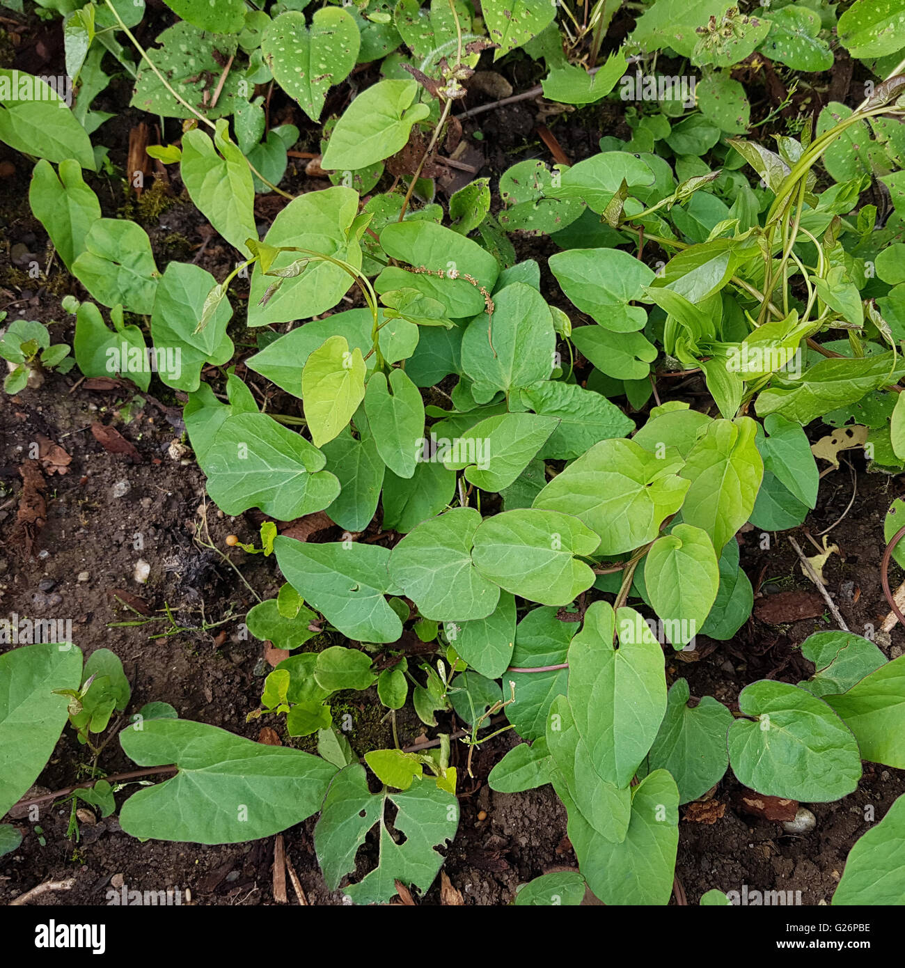 Convolvulus arvensis, ; Ackerwinde ; Keimling, Sproessling, Sprosse, Jungpflanze Banque D'Images
