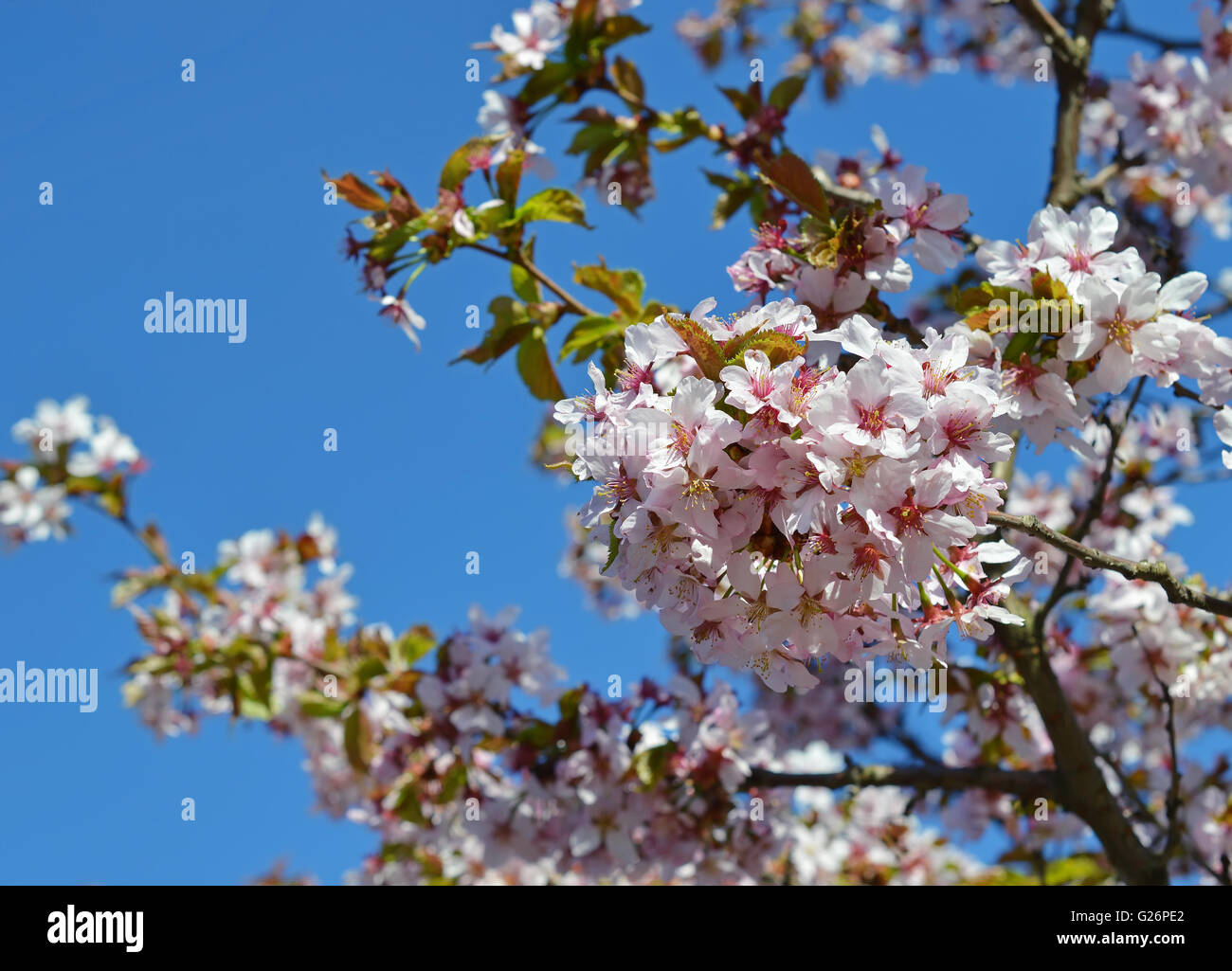 Blossoming cherry oriental au printemps Banque D'Images