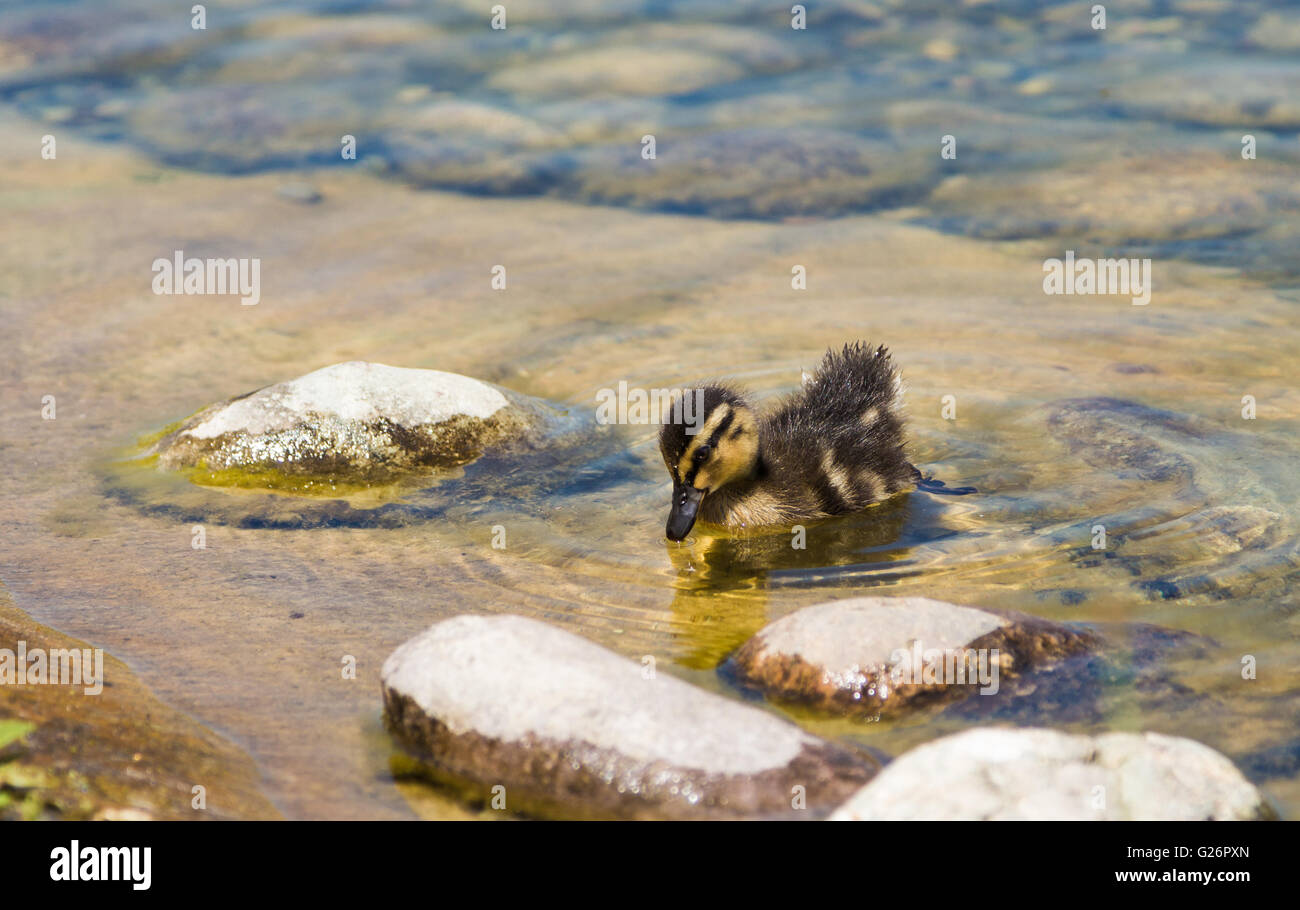 Petit Canard dans l'étang Banque D'Images