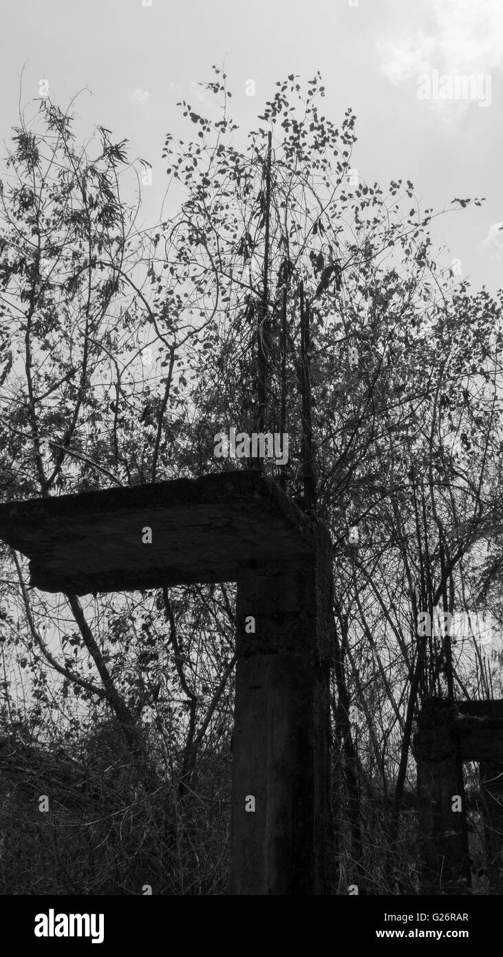 Site de construction délabrée abandonnés récupérés des ruines à l'intérieur de la nature de la croissance des forêts Banque D'Images