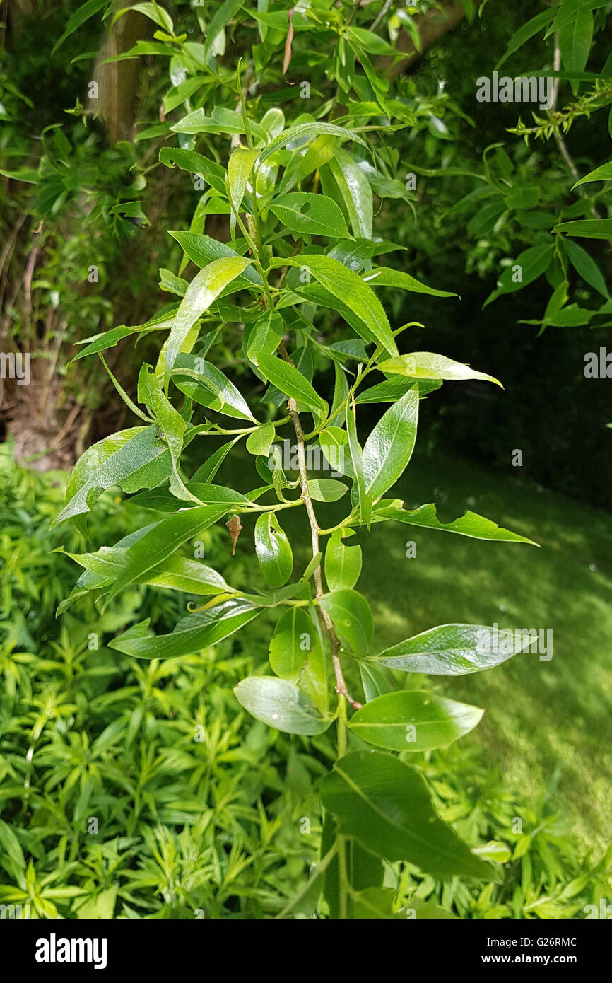 Silberweide Salix alba ; Banque D'Images