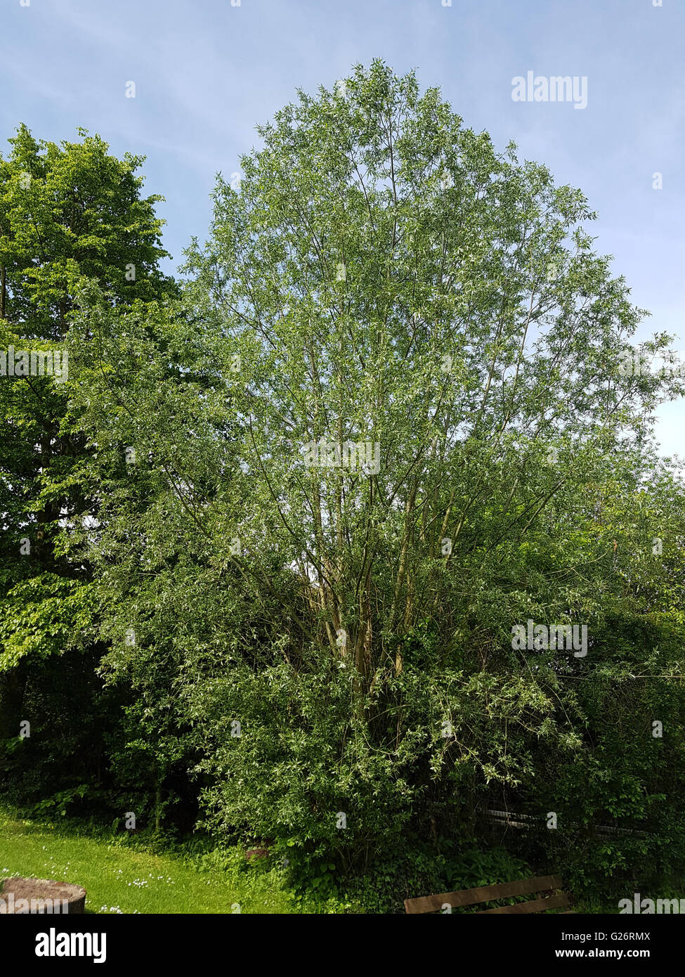 Silberweide Salix alba ; Banque D'Images