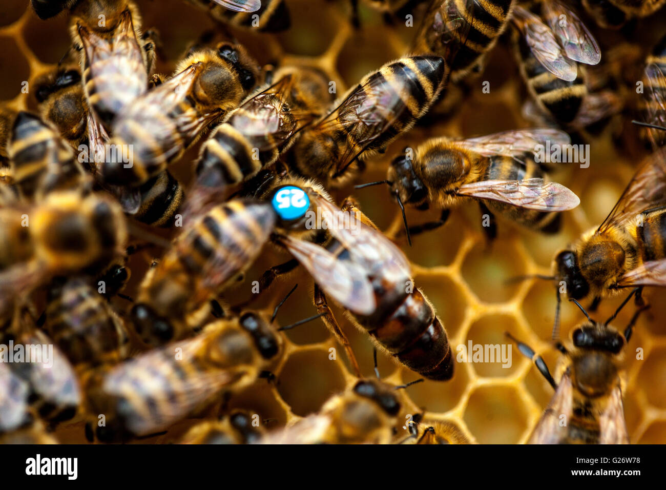 Abeille européenne APIs mellifera Reine abeille, marquée et entourée par des abeilles travailleuses sur des cellules ruches Banque D'Images