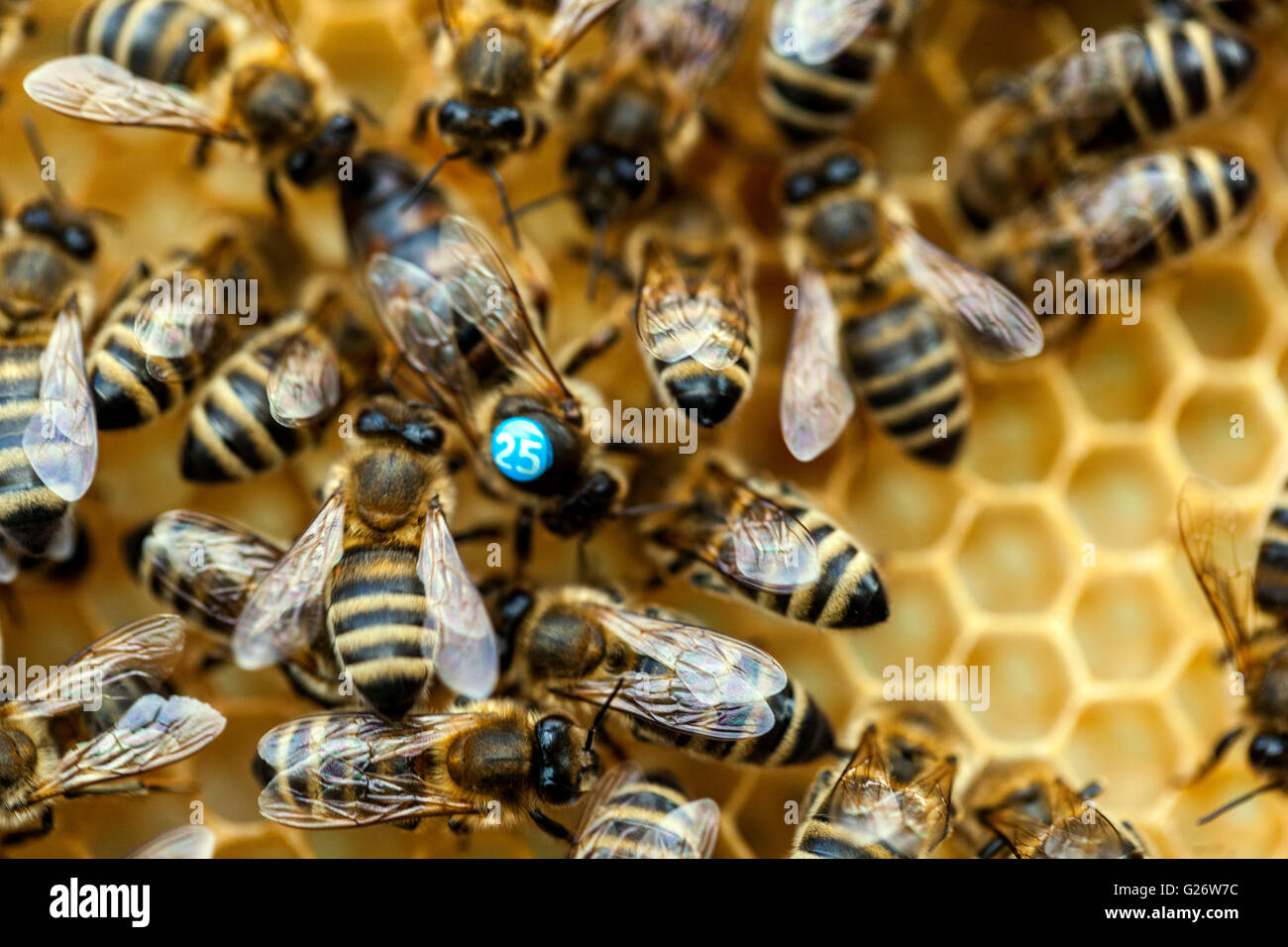 APIs mellifera Queen Bee, marquée et entourée par les abeilles domestiques cellules de cellule ruche européenne miel abeille Banque D'Images