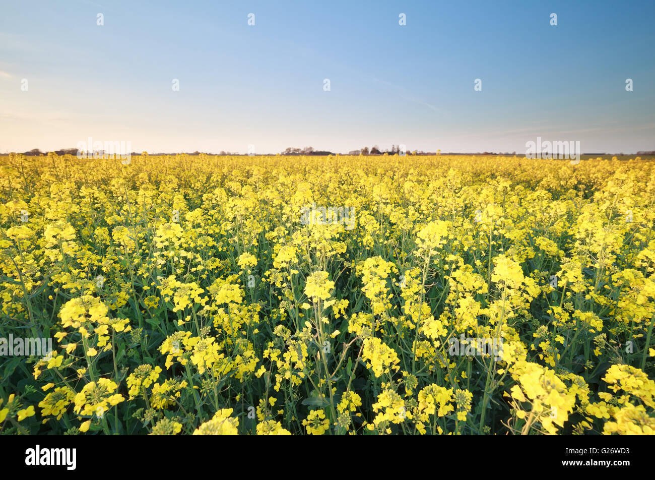 Ciel bleu et jaune fleurs de canola field Banque D'Images