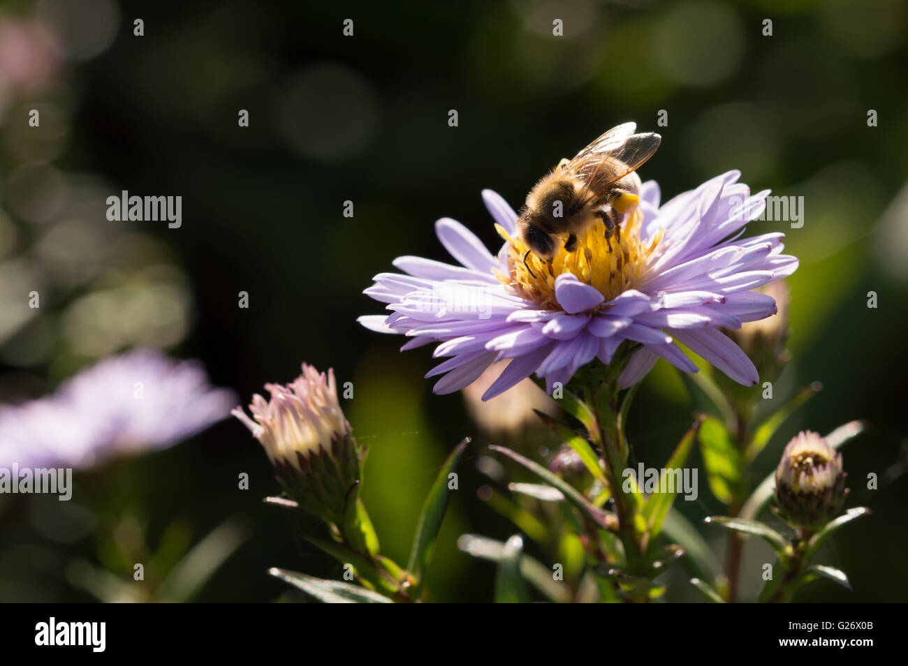 Un'abeille à miel (Apis mellifera) dans la lumière du soleil, se nourrissant d'un aster fleur. Banque D'Images