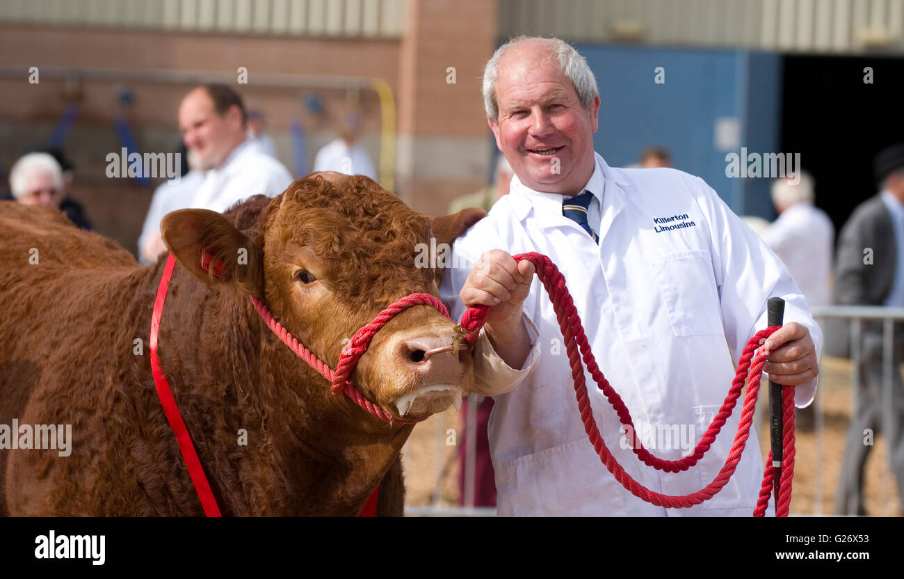 Taureau limousin sur un salon Banque D'Images