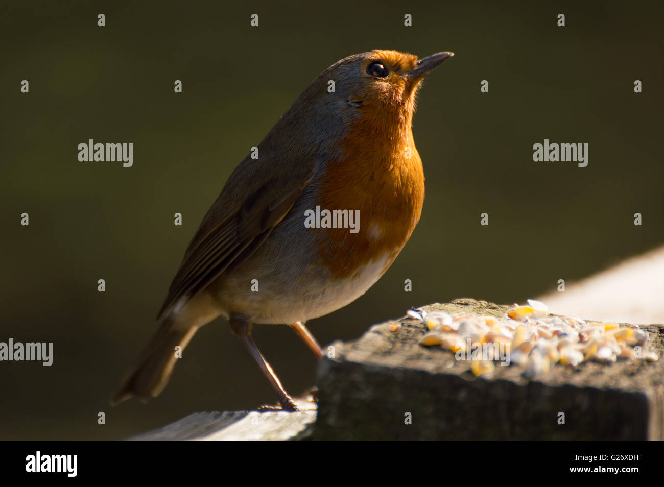 Un Européen Robin (Erithacus rubecula aux abords) sur une clôture en bois dans la lumière du soleil avec l'alimentation des oiseaux. Banque D'Images Un Européen Robin (Erithacus rubecula aux abords) sur une clôture en bois dans la lumière du soleil avec l'alimentation des oiseaux. Banque D'Images