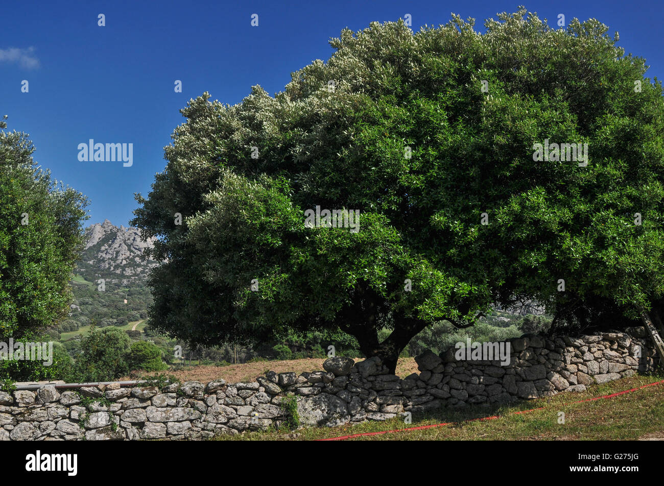 Des montagnes, des murs et des arbres sur le terrain de l'établissement Tenuta Lu Beddu Winery, Arzachena (Sardaigne) Banque D'Images