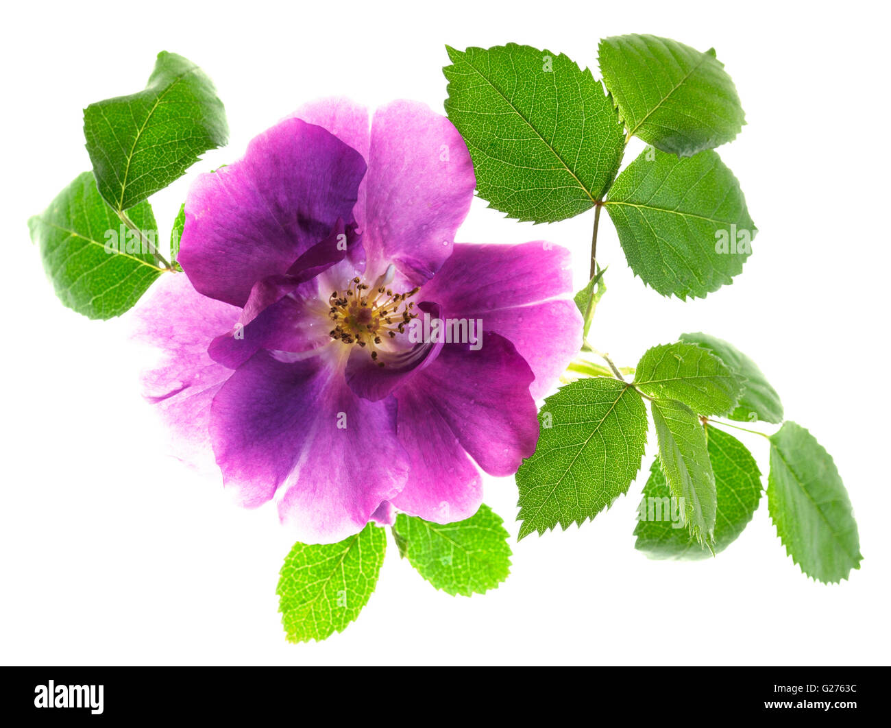 Wild rose violet translucide sur fond blanc Banque D'Images