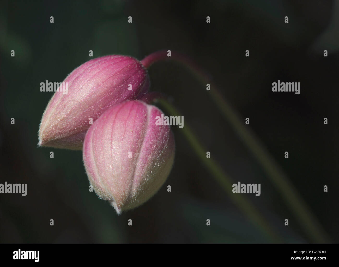 Deux boutons de fleurs clématite macro Banque D'Images