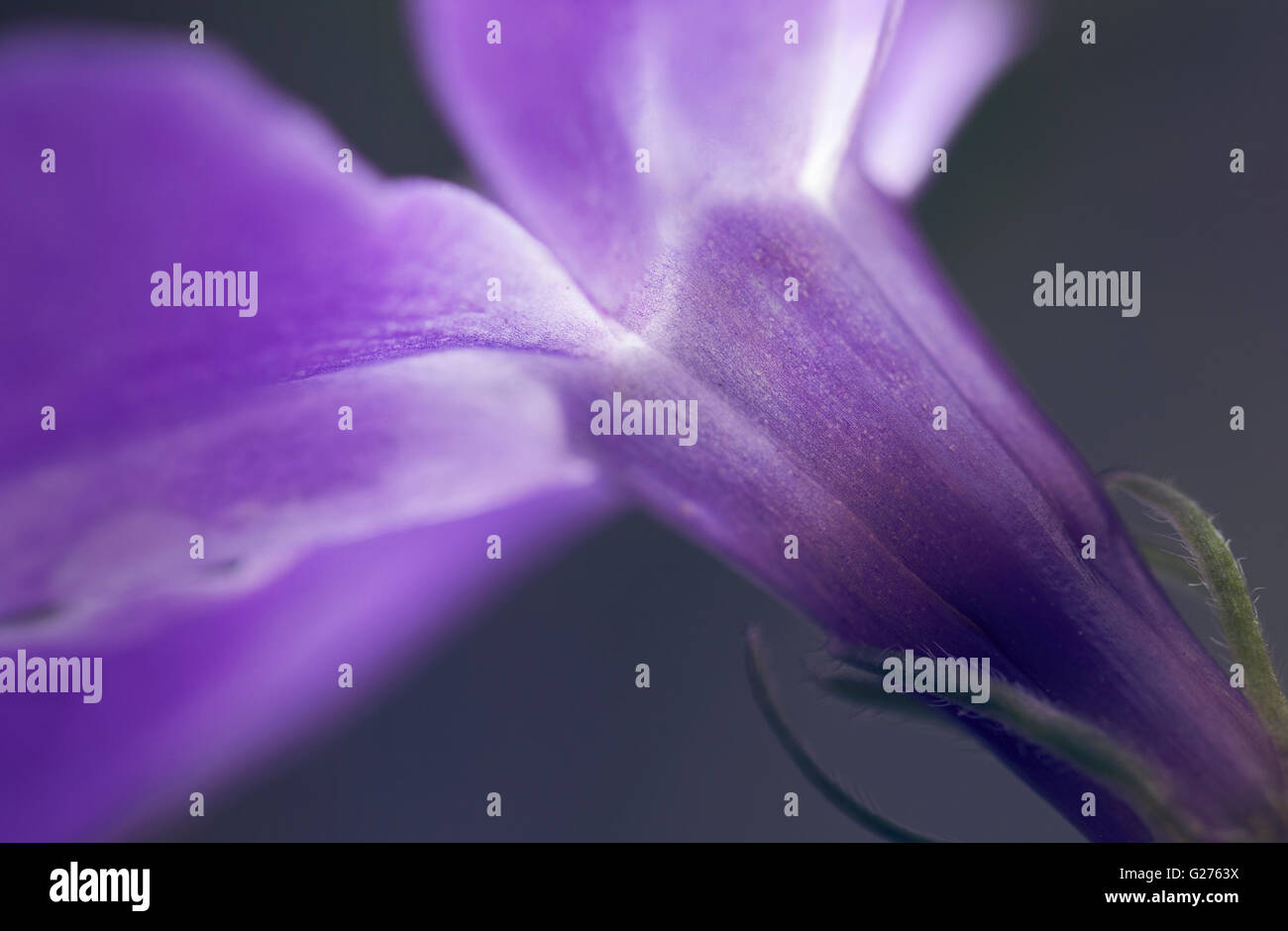 Periwinkle vinca major fleur macro Banque D'Images