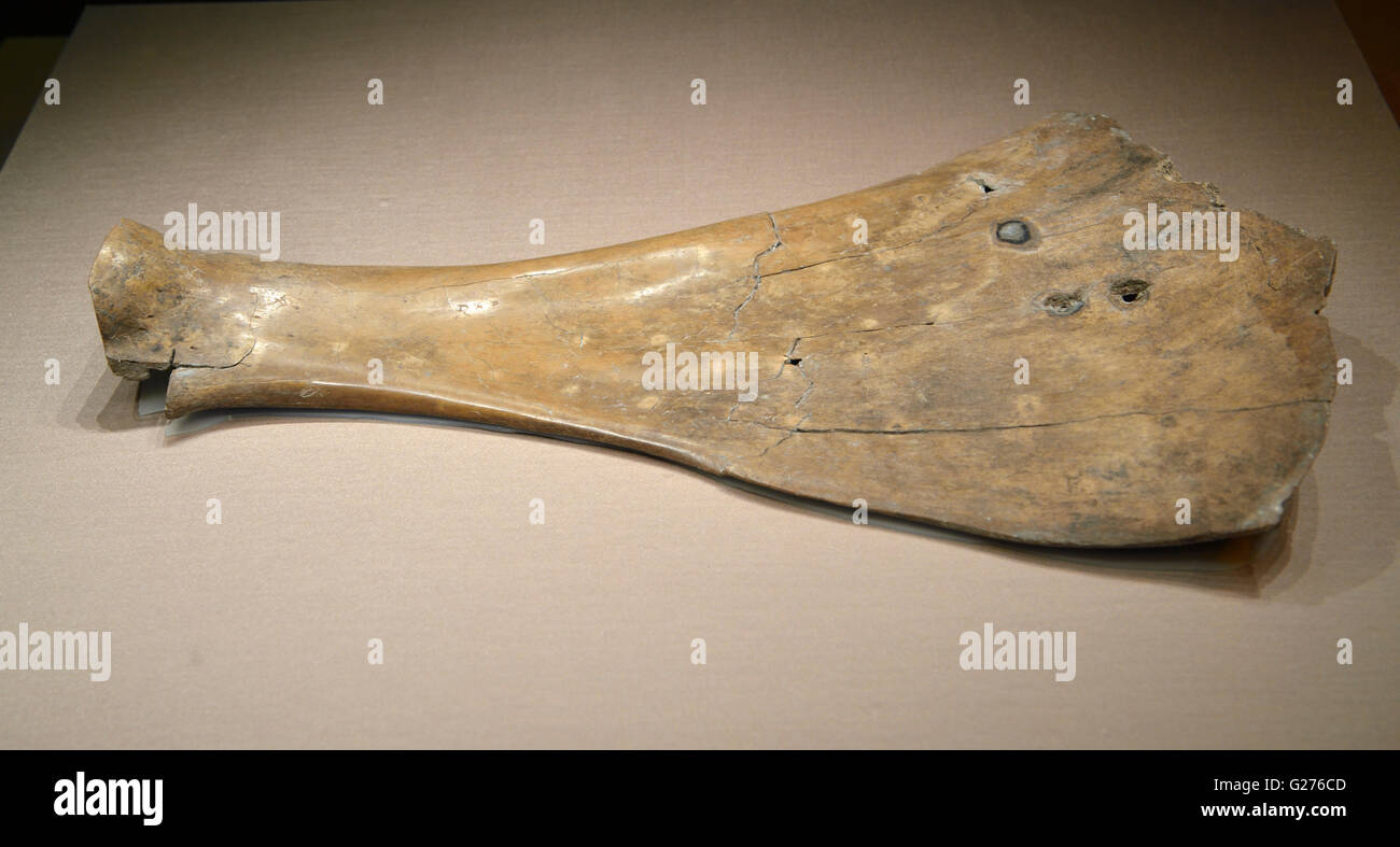 L'os d'Oracle avec des scripts mis au jour de la tombe de Fu Hao. Beijing Capital Museum. Banque D'Images