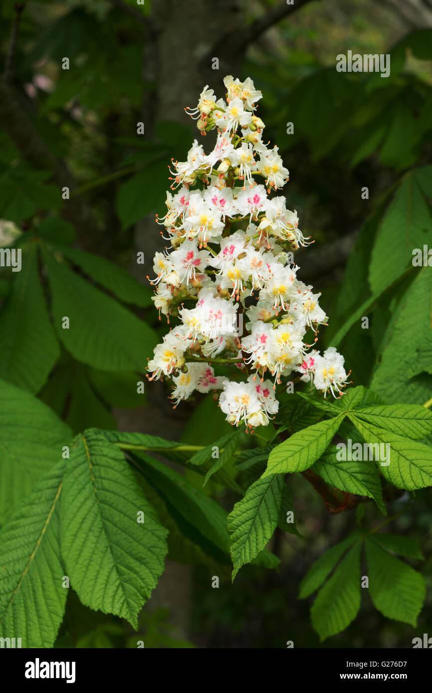 Aesculus hippocastanum marronnier fleurs de la bougie Banque D'Images