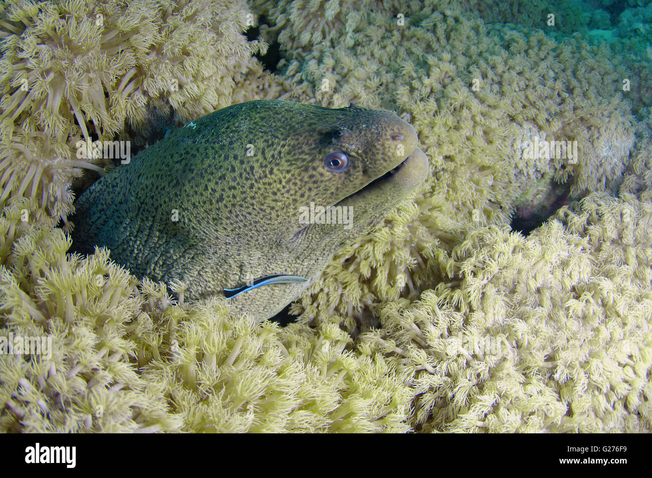 Portrait murène de Java, Giant Moray, Blackpearl moray ou tropicales (murène Gymnothorax javanicus) de se cacher dans les récifs coralliens Banque D'Images