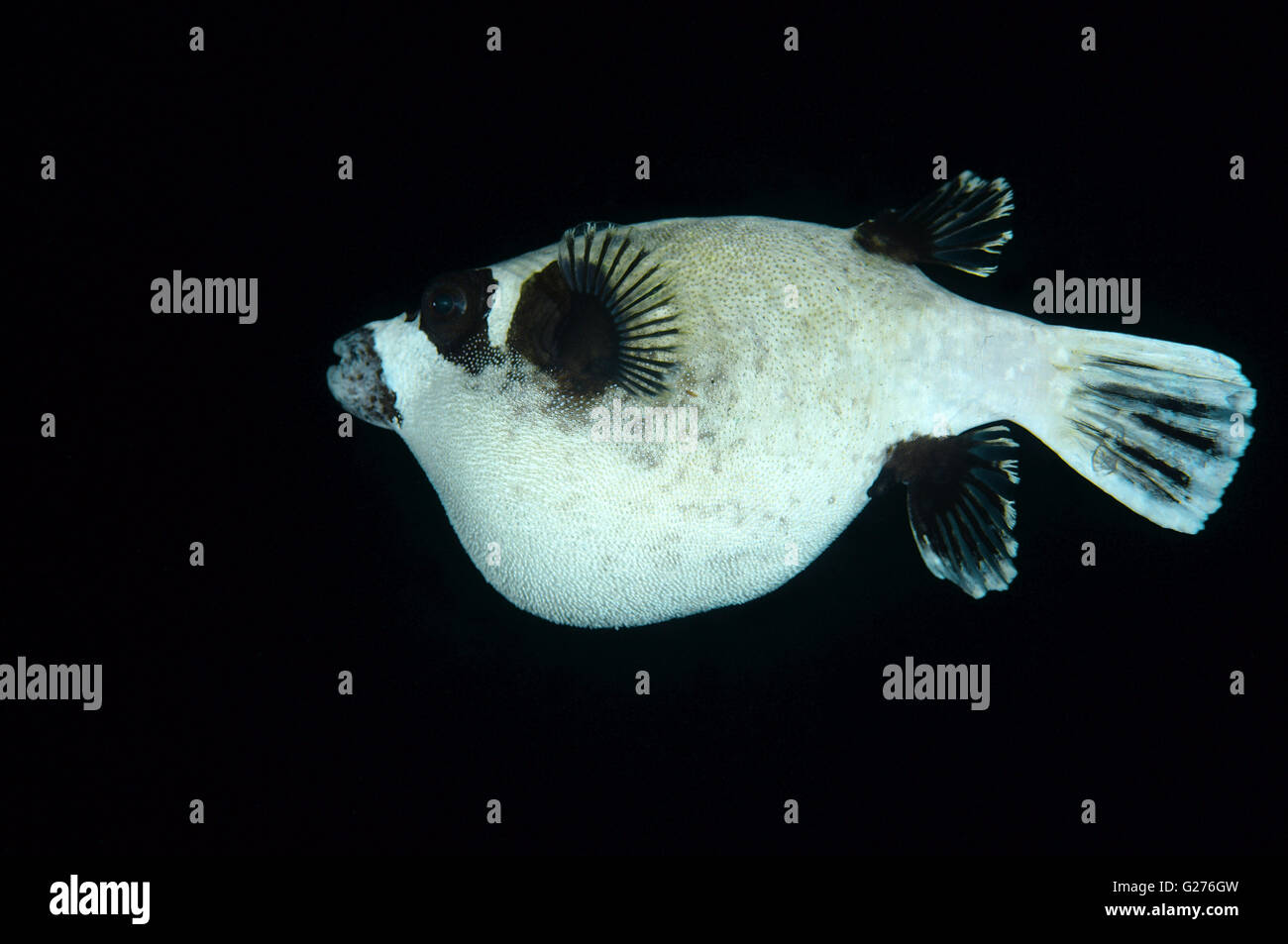 Arothron diadematus puffer (masqué) plongée de nuit, mer Rouge, Afrique, Egipt Banque D'Images