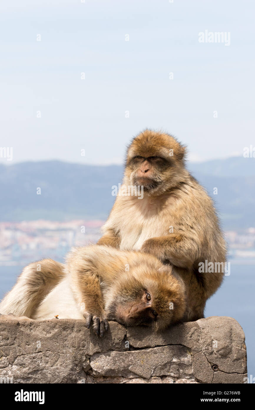 Une paire de singes de Barbarie ( Macaca sylvanus ) toilettage, rocher de Gibraltar, Gibraltar Europe Banque D'Images