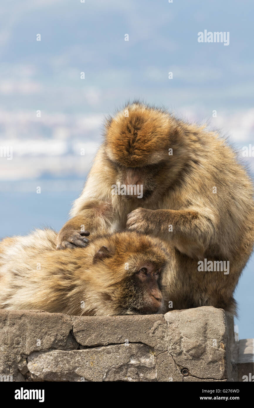 Une paire de singes de Barbarie ( Macaca sylvanus ) toilettage, rocher de Gibraltar, Gibraltar Europe Banque D'Images