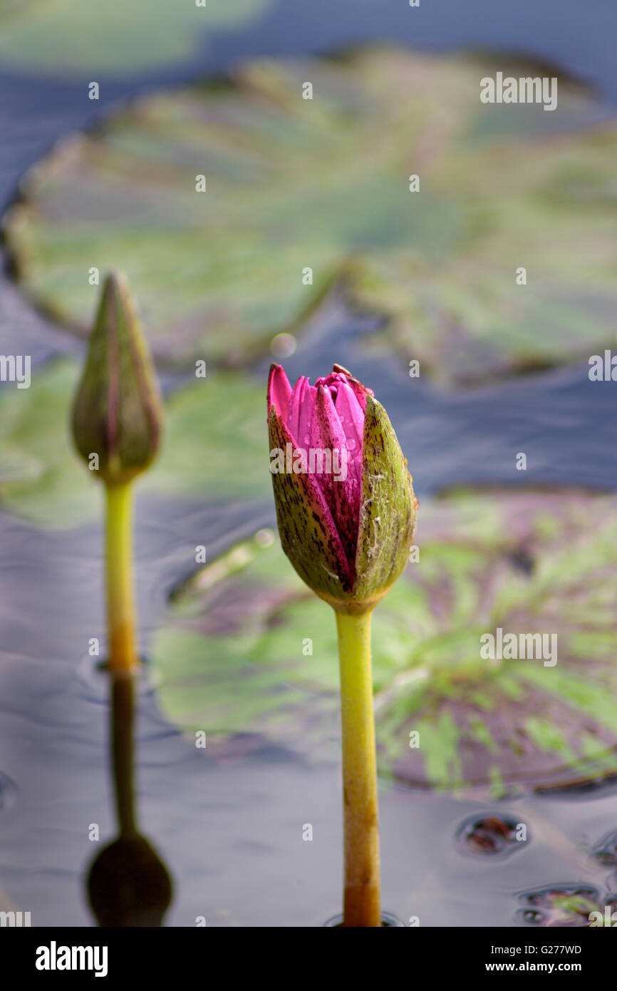 Nénuphar rose Banque D'Images