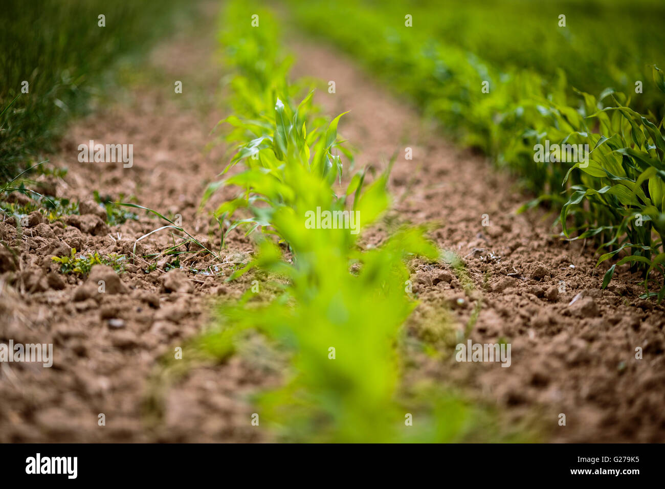 Champ avec des plantes de maïs germé au printemps Banque D'Images