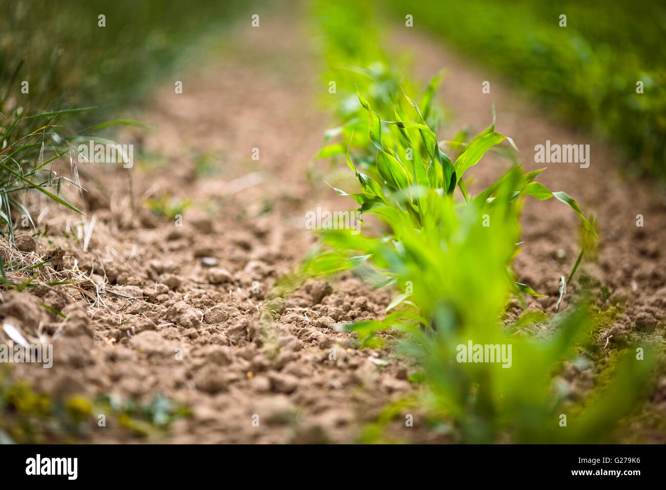 Champ avec des plantes de maïs germé au printemps Banque D'Images