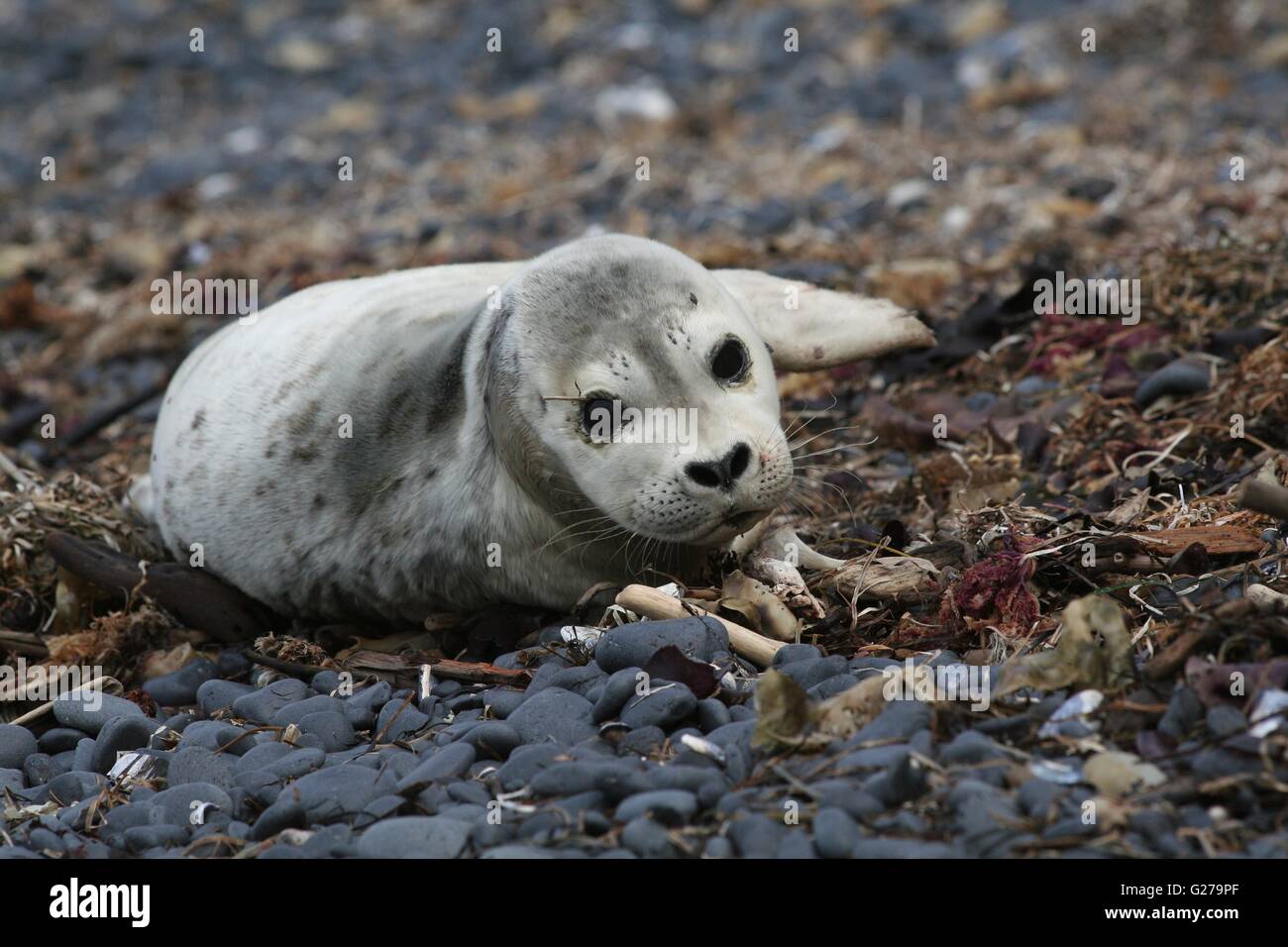 Le port d'un phoque à repose sur galets at Yaquina Head zone naturelle exceptionnelle à Newport, Oregon. Banque D'Images