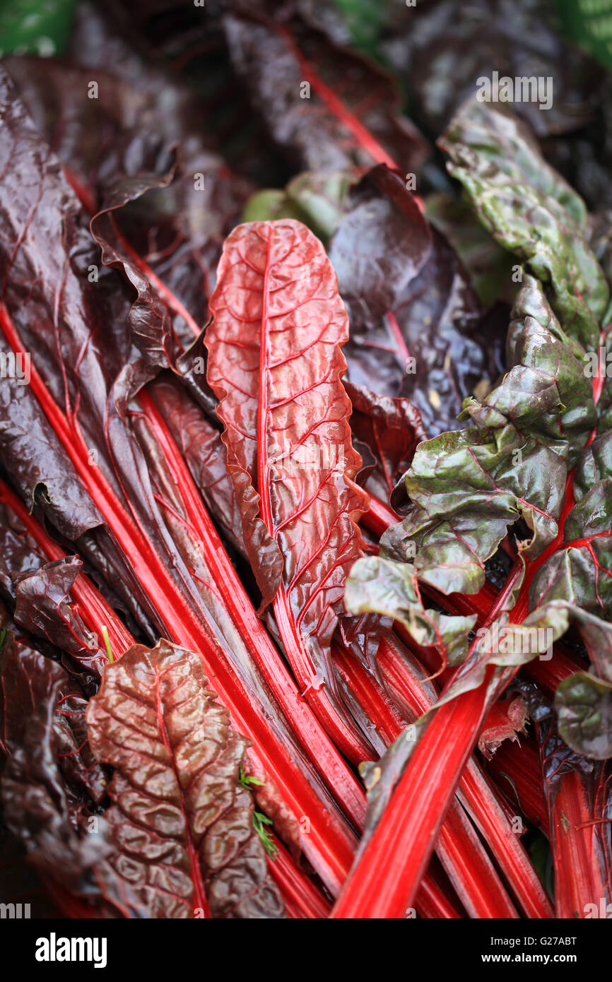 Feuilles de bette à carde rouge ou mangold (Beta vulgaris) Banque D'Images