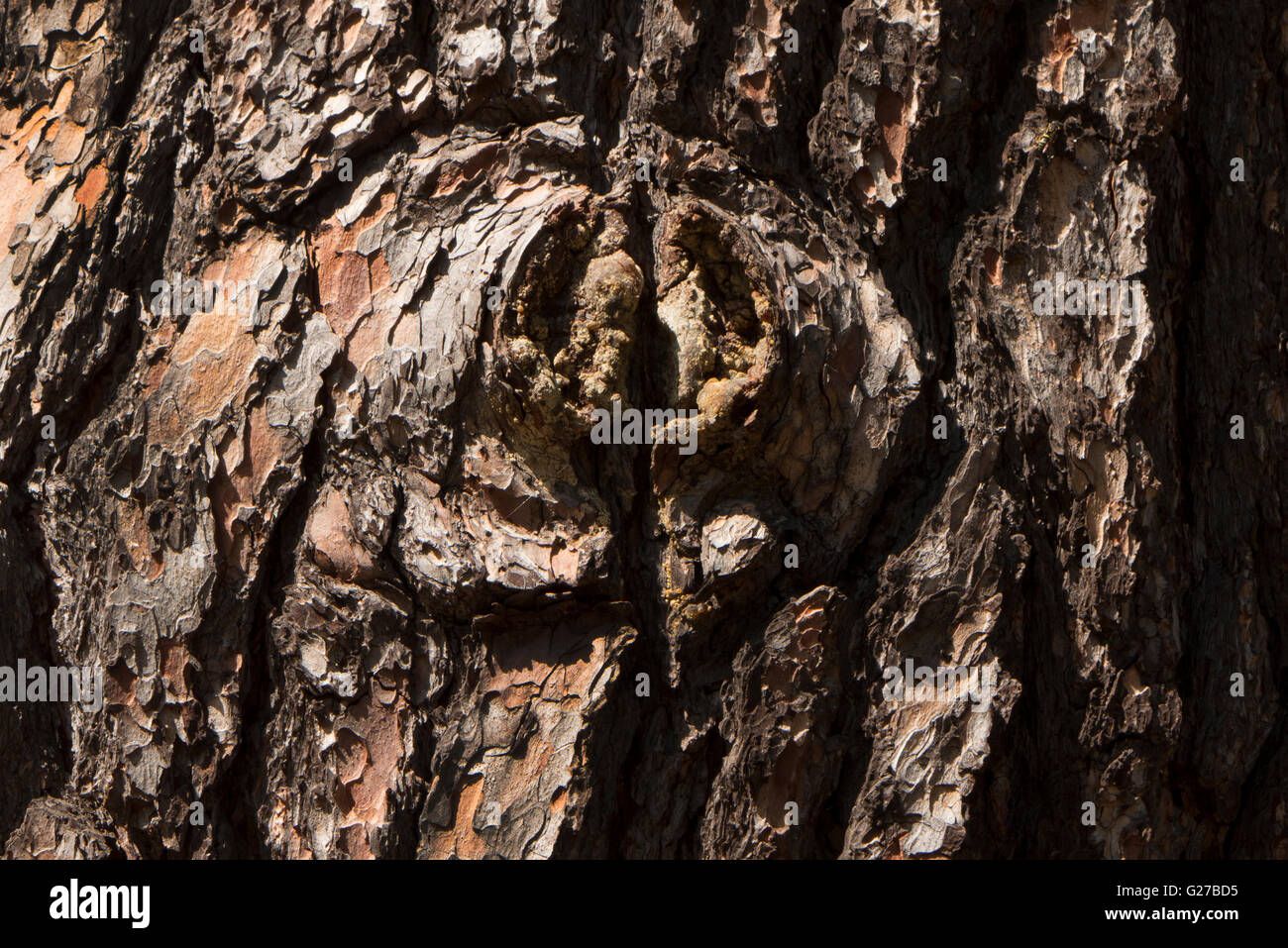 Écorce d’arbre. Banque D'Images