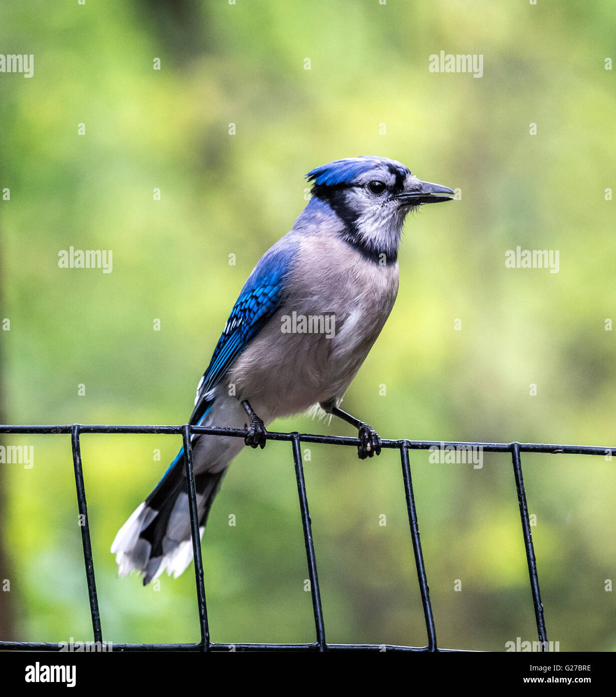 Geai bleu, Cyanocitta cristata, est une espèce de passereau de la famille des corvidés, originaire d'Amérique du Nord Banque D'Images