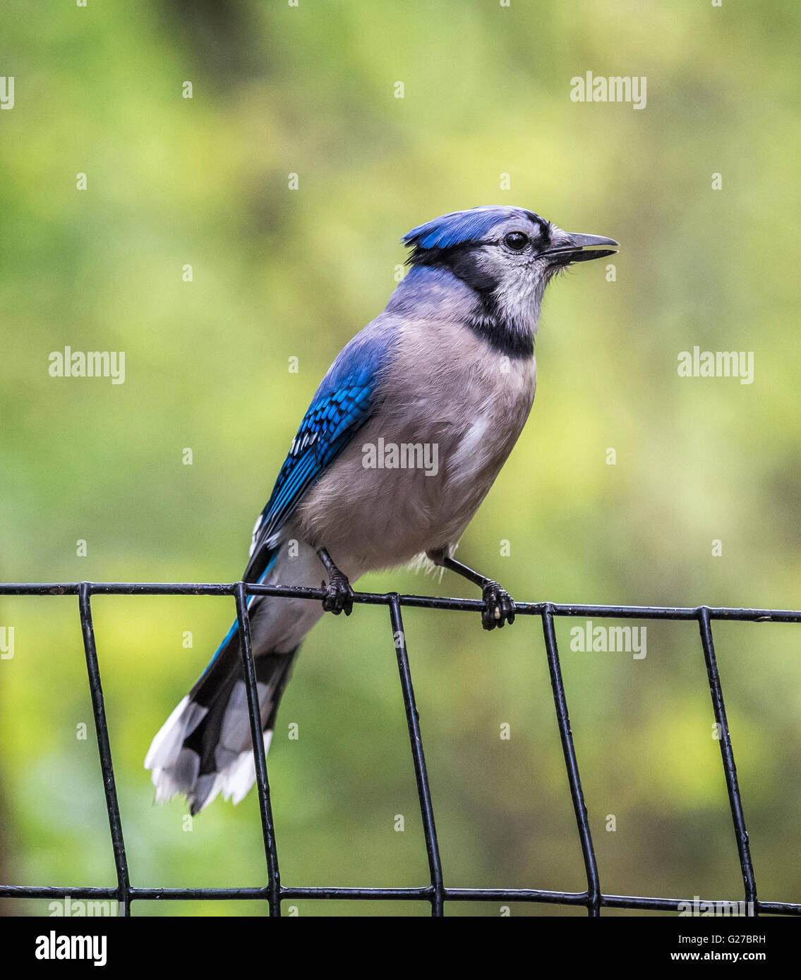 Geai bleu, Cyanocitta cristata, est une espèce de passereau de la famille des corvidés, originaire d'Amérique du Nord Banque D'Images