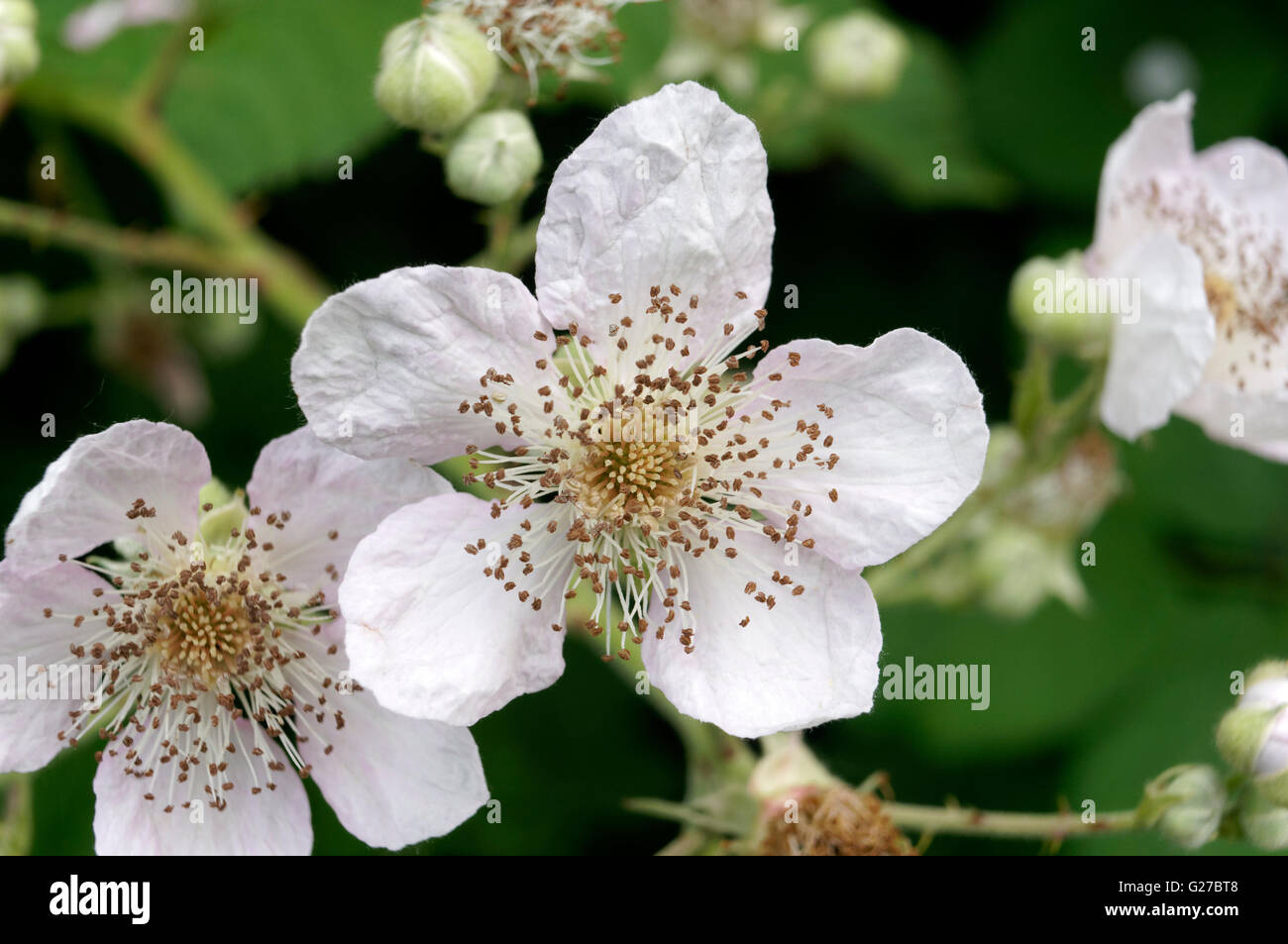 Grappe de discolore (Rubus Rubus discolor ou ameniacus) wildflowers, Vancouver, British Columbia, Canada Banque D'Images