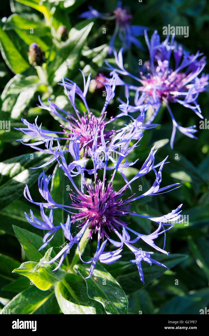 De délicates fleurs à floraison printanière le bleuet (Centaurea cyanus) dans un jardin anglais Banque D'Images