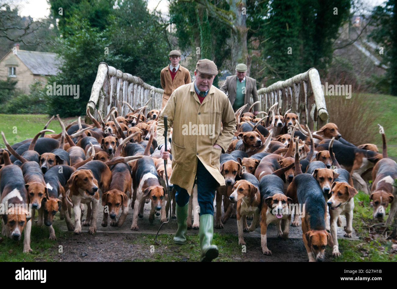 L'exercice de la chasse au phoque foxhounds Percy. Huntsman, Robert McCarthy menant la meute avec son Whipper Dans Robert Truscott Banque D'Images