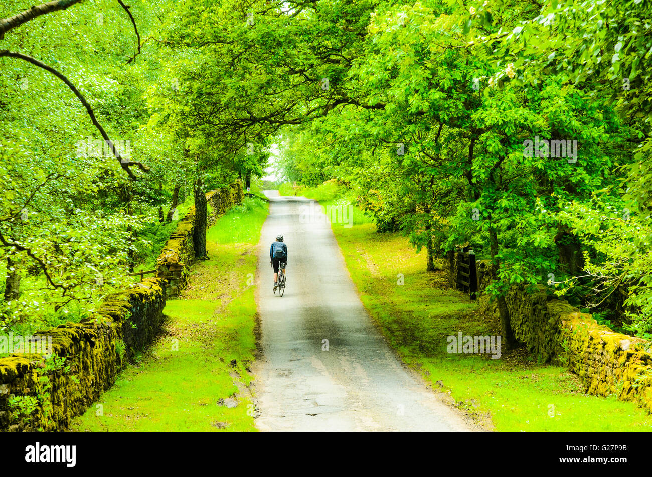 Cycliste sur ruelle tranquille dans Whinfell Forest près de Center Parcs dans l'Eden Vally Cumbria Banque D'Images Cycliste sur ruelle tranquille dans Whinfell Forest près de Center Parcs dans l'Eden Vally Cumbria Banque D'Images