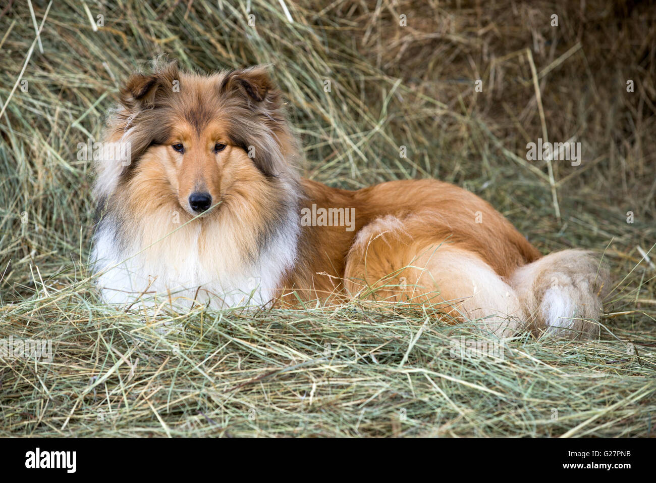 Collie, chien de berger écossais, sable et blanc, fixe dans le foin, Salzbourg, Autriche Banque D'Images