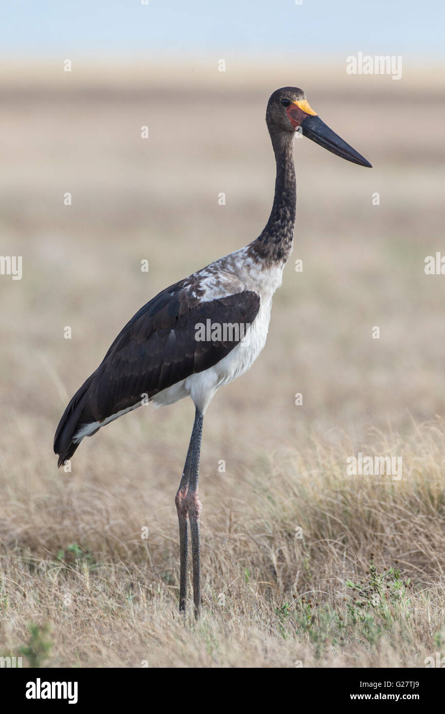 Saddle-billed Stork (Ephippiorhynchus senegalensis), Liuwa Plain National Park, dans le nord-ouest de la province, la Zambie Banque D'Images