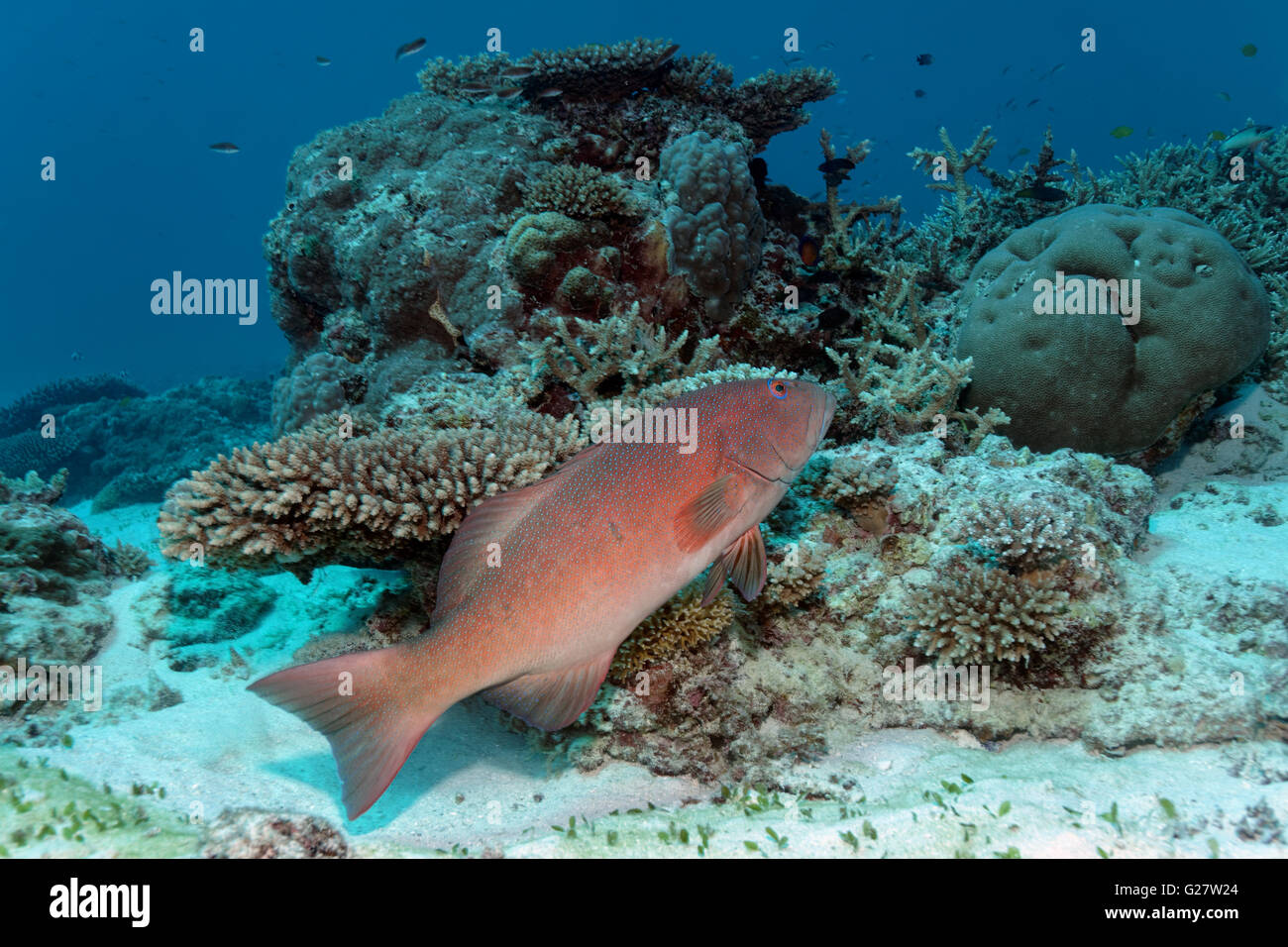 La saumonée léopard, le mérou corail, la saumonée léopard (Plectropomus leopardus) nager sur les récifs coralliens, Grande Barrière de Corail Banque D'Images
