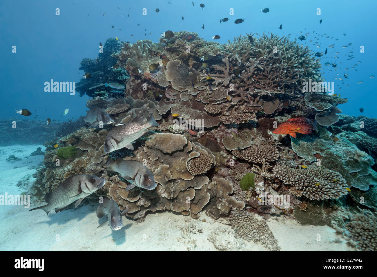 Harry gaterins (Plectorhinchus essaim gibbosus) sur le récif de corail, corail Cephalopholis miniata (postérieur), Grande Barrière de Corail Banque D'Images