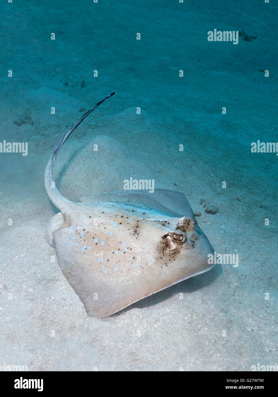 Stingray (maskray kuhlii gris) dans le sable, Grande Barrière de Corail, Queensland, Cairns, Océan Pacifique, Australie Banque D'Images