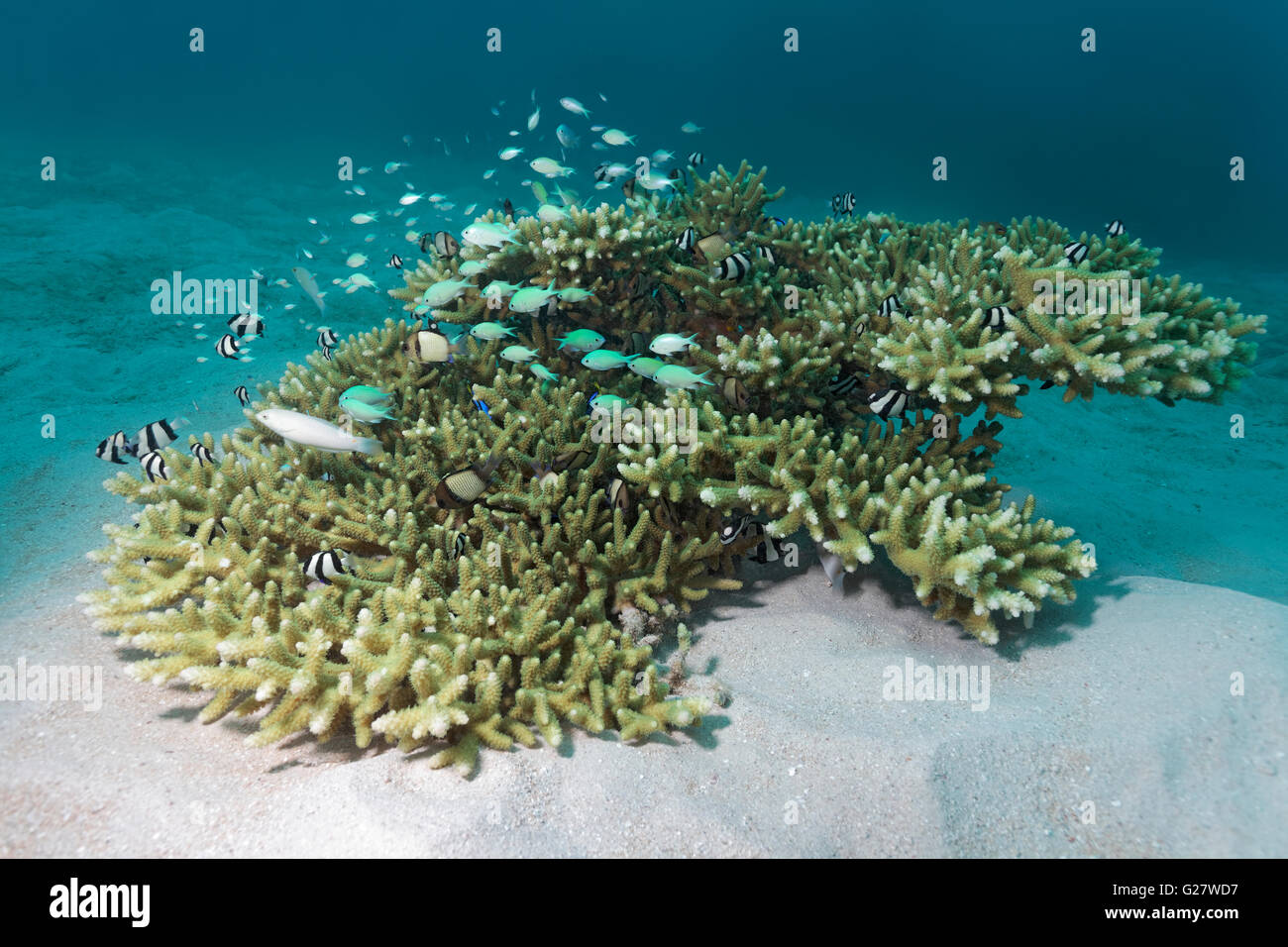 Les petits coraux Acropora (Acropora sp.) avec divers poissons de petite taille, grande barrière de corail, Queensland, Cairns, Océan Pacifique, Australie Banque D'Images