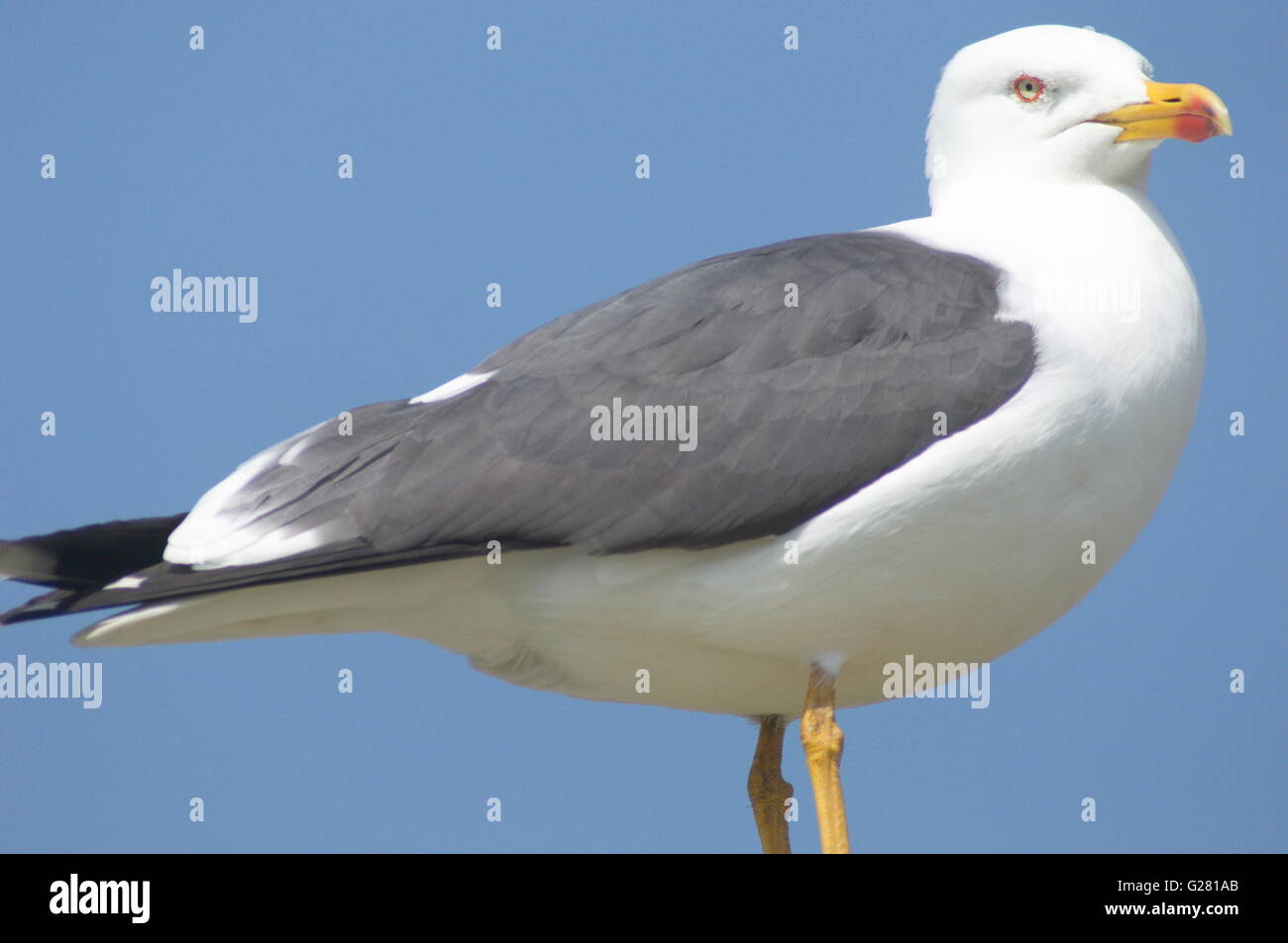 Seagull éclats vers le bas avec ses yeux de reptile comme perchoir. Ciel bleu clair Banque D'Images