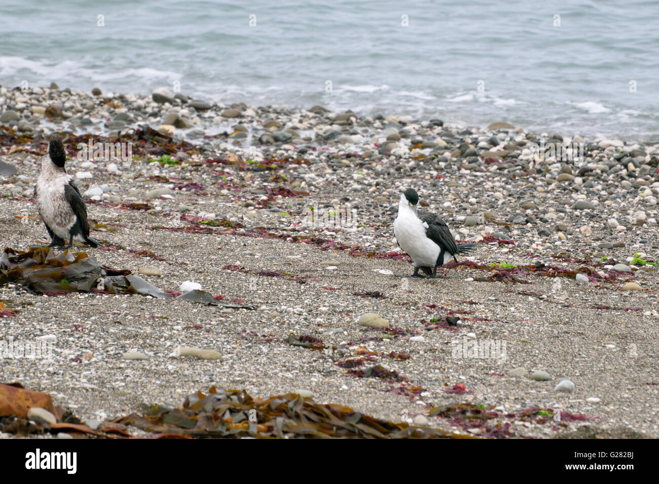 Gobemouche de cormorans Banque D'Images