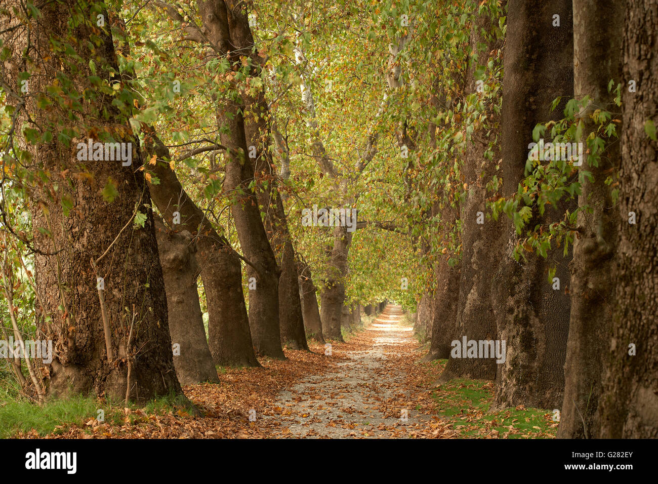 Sentier qui traverse la forêt d'automne Banque D'Images