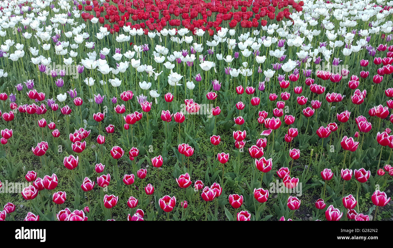 Nombreuses tulipes en différentes couleurs dans un jardin de printemps. Banque D'Images